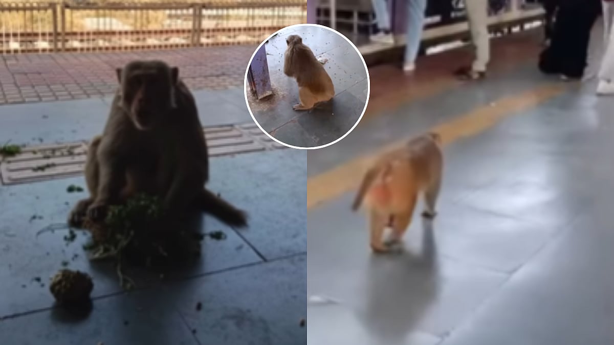 Monkey Spotted Roaming Freely On Kalyan Railway Station In Thane During Peak Hours; Video Goes Viral 