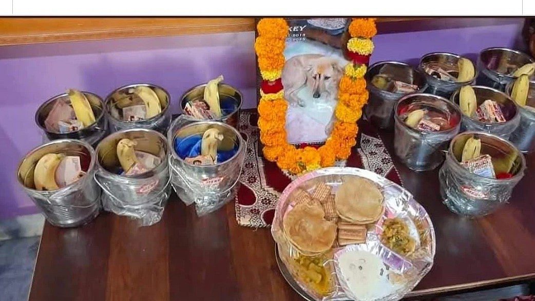 MP News: Family Performs Funeral For Pet Dog In Datia; Organises 'Tehrvi' Feast
