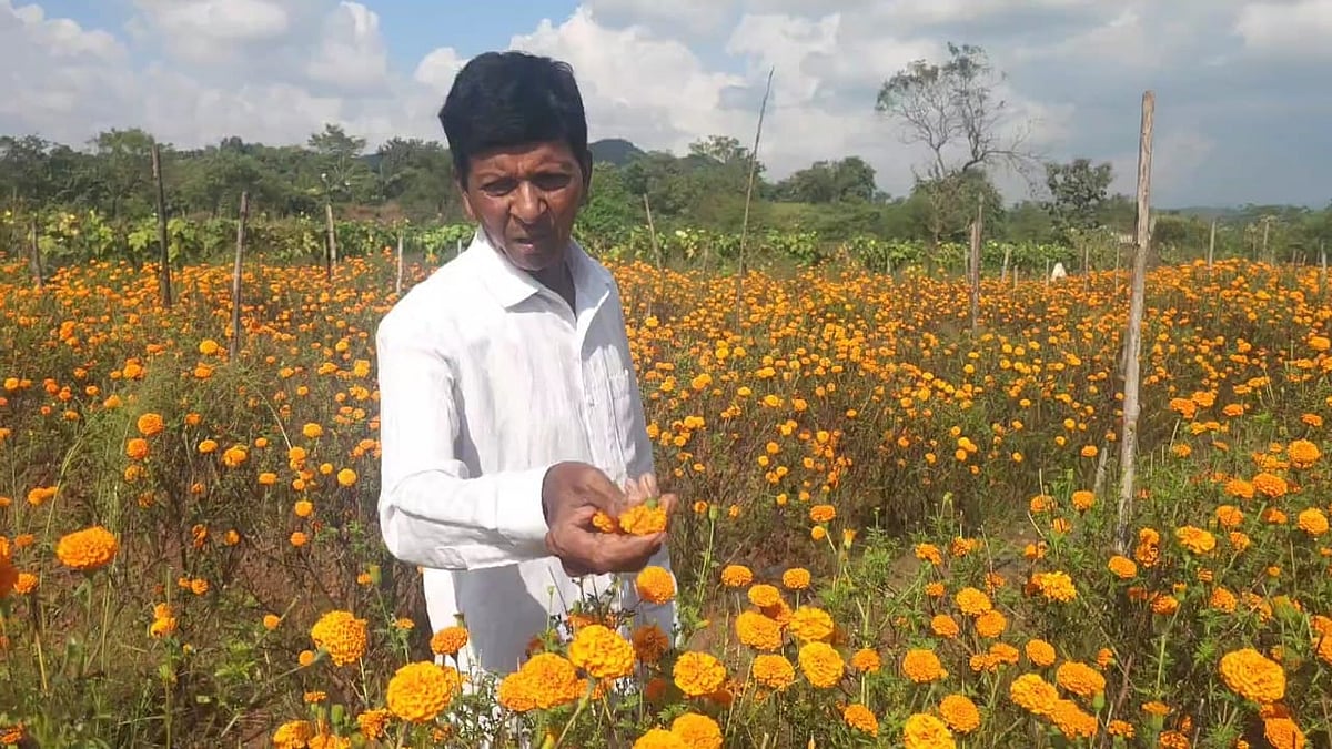 Bhiwandi: Unseasonal Rains Devastate Marigold Crops; Farmers Plead For Government Relief 