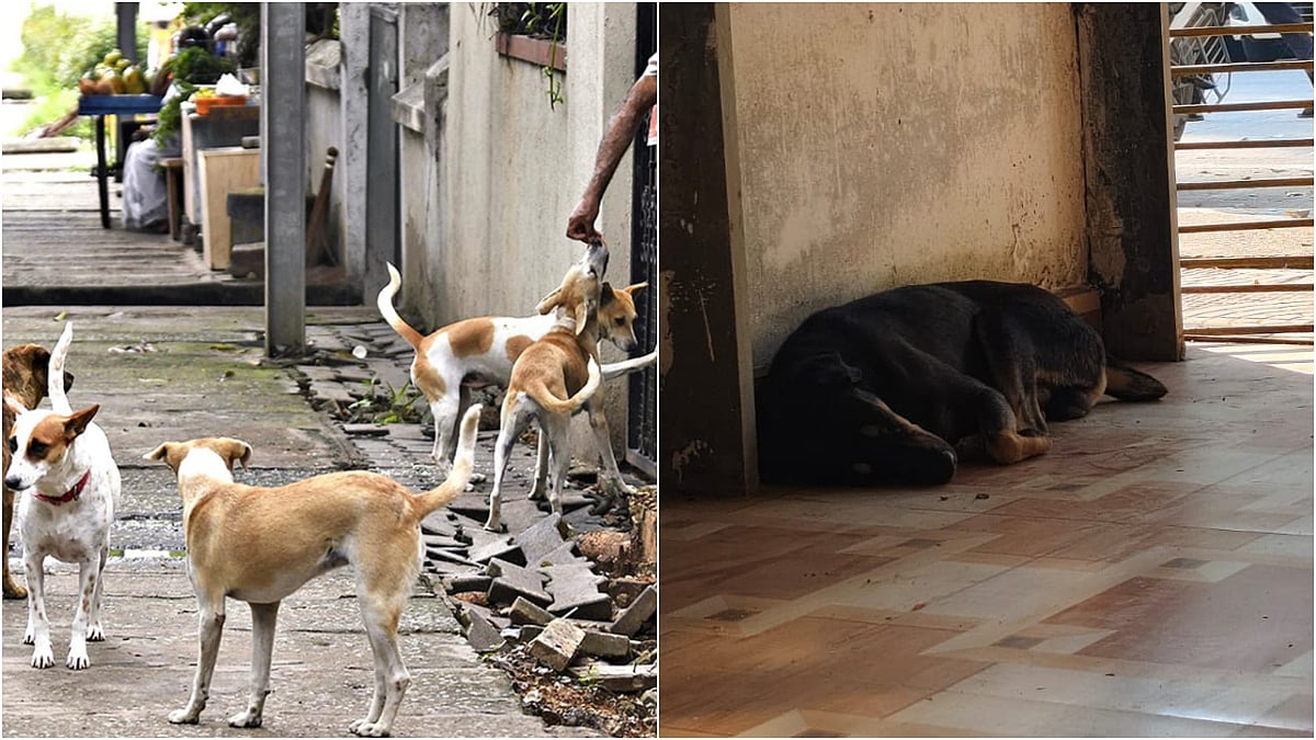 Thane Reports 12,465 Stray Dog Bite Cases In 10 Months As Population Surges To 70,000 