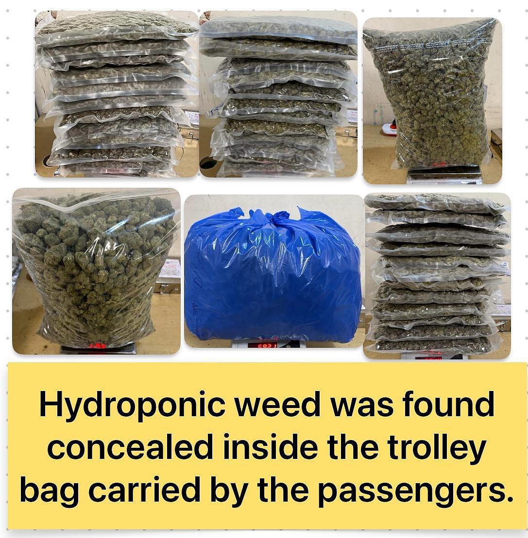 Mumbai Airport Customs foil multiple smuggling attempts, seizing hydroponic weed, gold and foreign currency worth crores