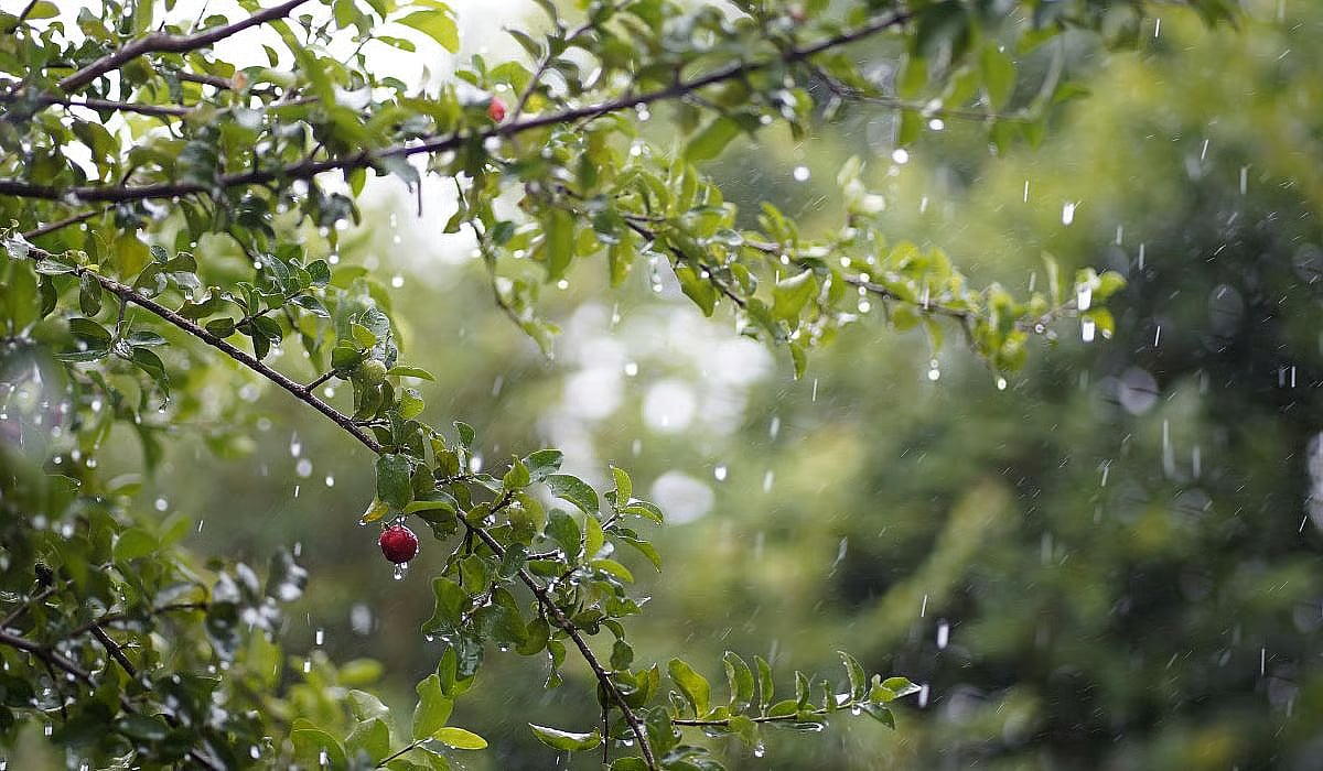 Chennai Weather Update: Moderate To Heavy Rainfall Is Anticipated In These Regions Of Tamil Nadu|...