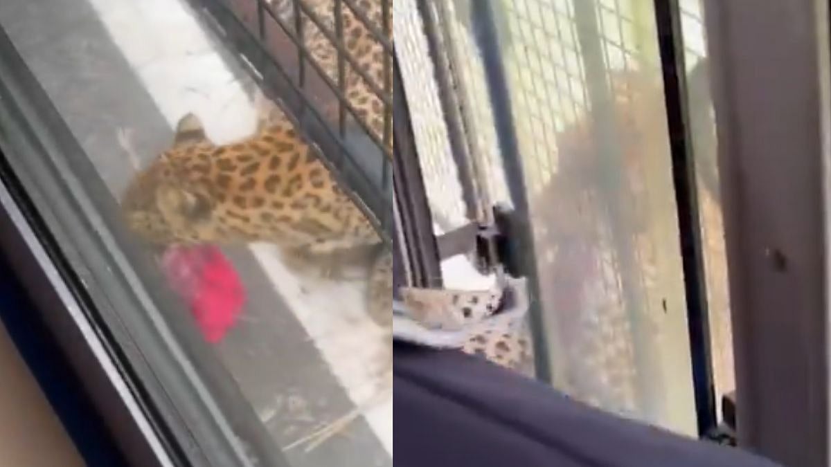 Scary! Leopard Attacks Safari Bus In Karnataka's Bannerghatta National Park, Injures Woman - VIDEO