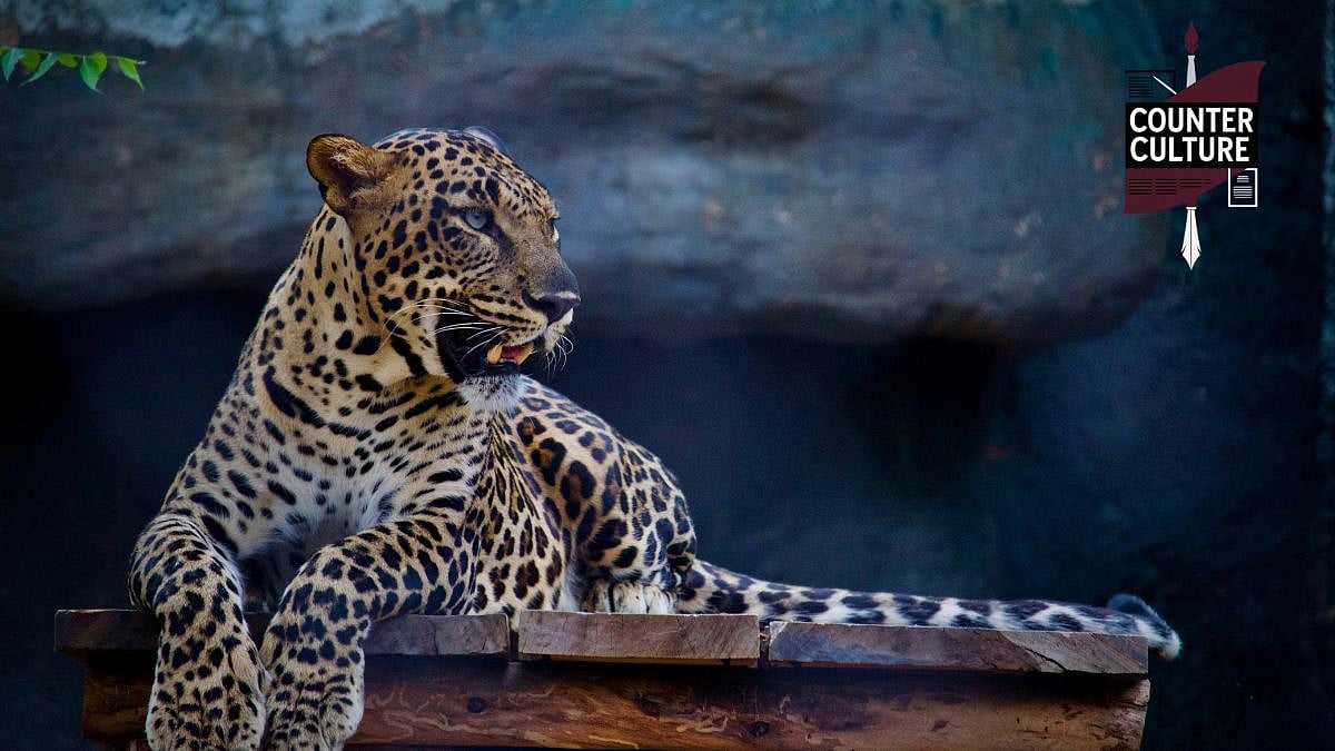 Counter Culture: When Predators Strike, Only The Poor Bleed