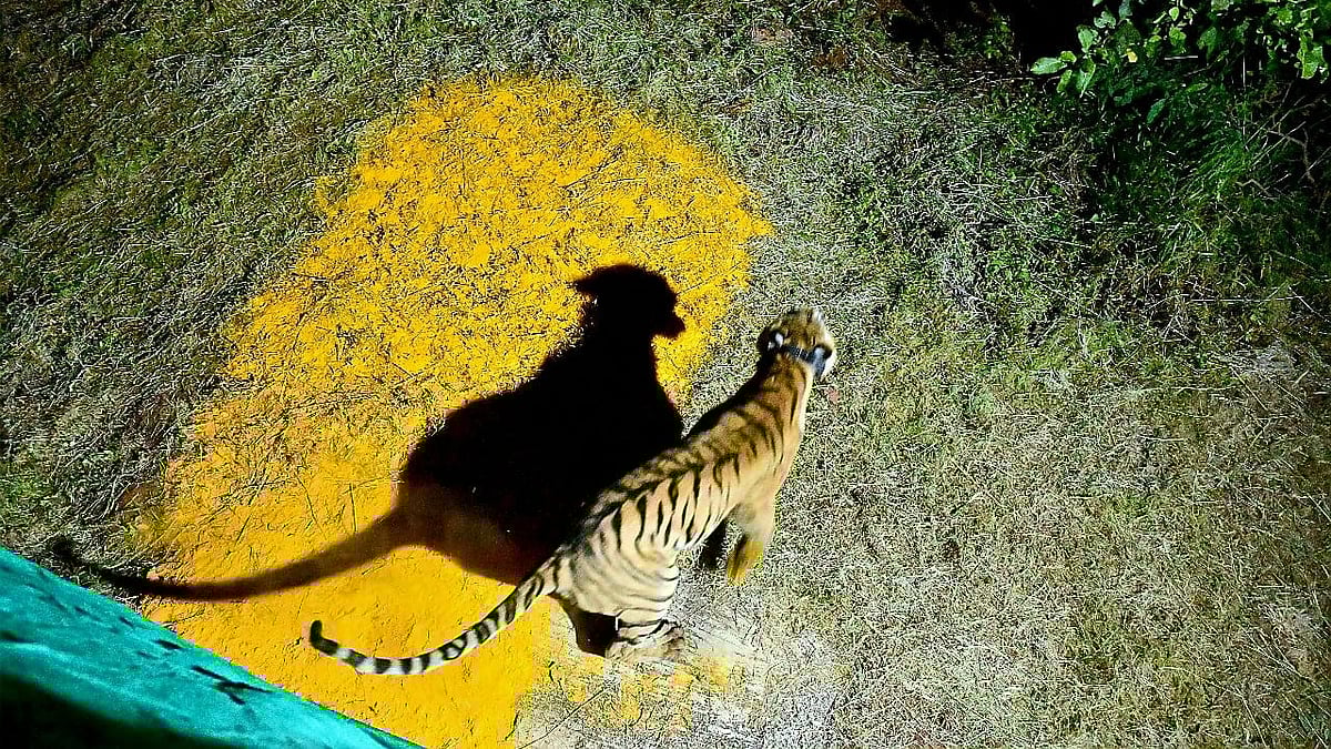 Operation Tara: Maharashtra Relocates First Tigress From Tadoba To Sahyadri, 7 More To Follow