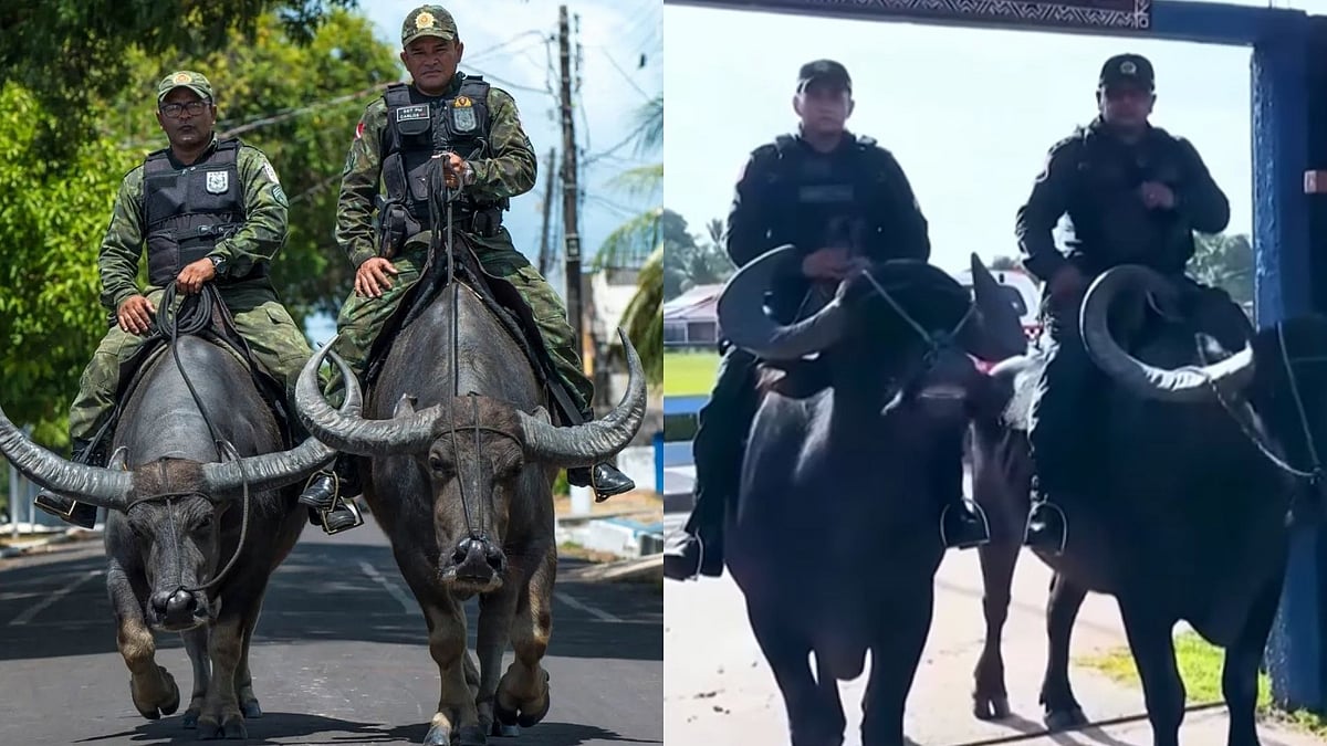 Brazil Police Seen Patrolling Amazon Islands On Buffaloes; Know Why