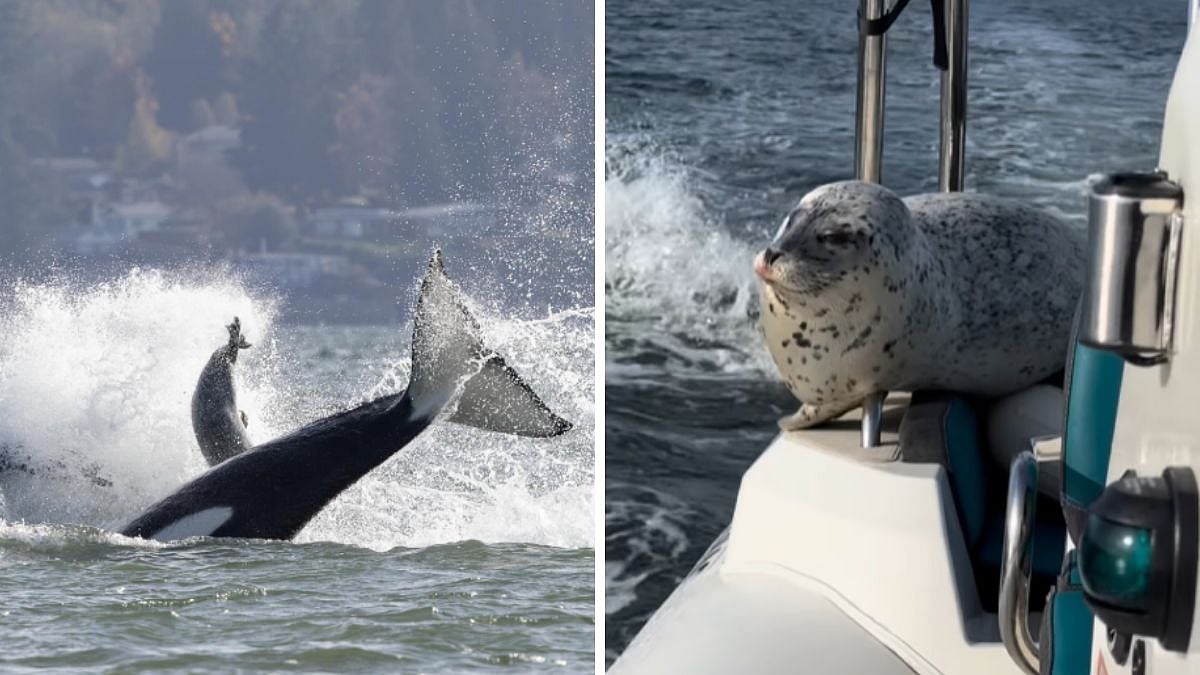 Viral Video: Seal Cheats Death In Dramatic Orca Hunt, Climbs Onto Boat For Survival Near Seattle