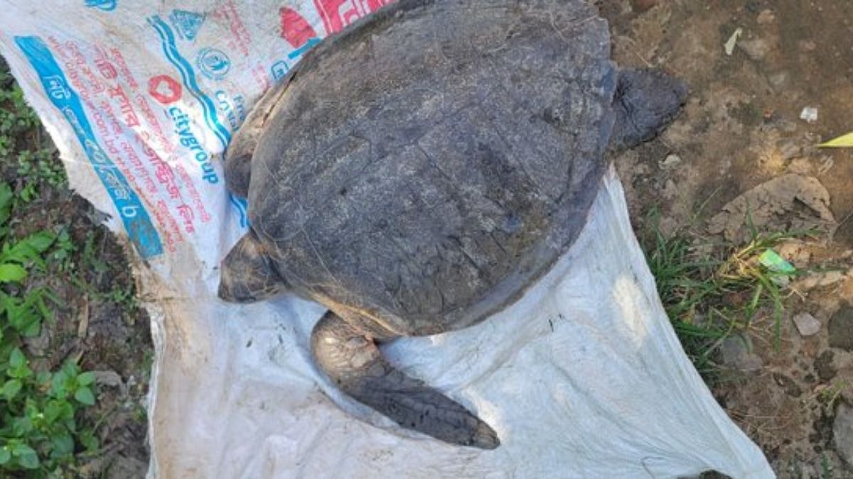 Mumbai: Chembur Hotel Owner Surrenders Red-Eared Slider After PETA, Police Rescue Turtle From Cruelty Case 