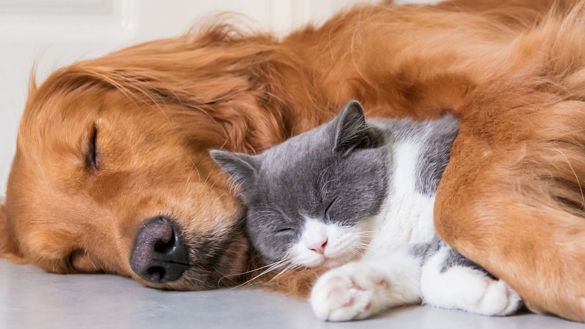 Thane Opens First Pet Crematorium In Majiwada, Offering Dignified Farewell For Beloved Animals