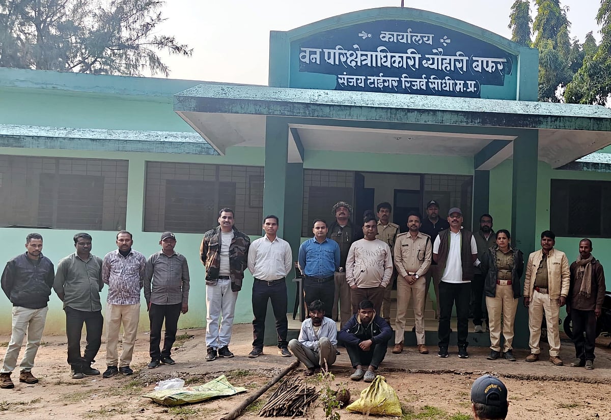 MP News: Tiger Falls Prey To Electric Trap Set By Poachers For Wild Boars In Sanjay Tiger Reserve;...