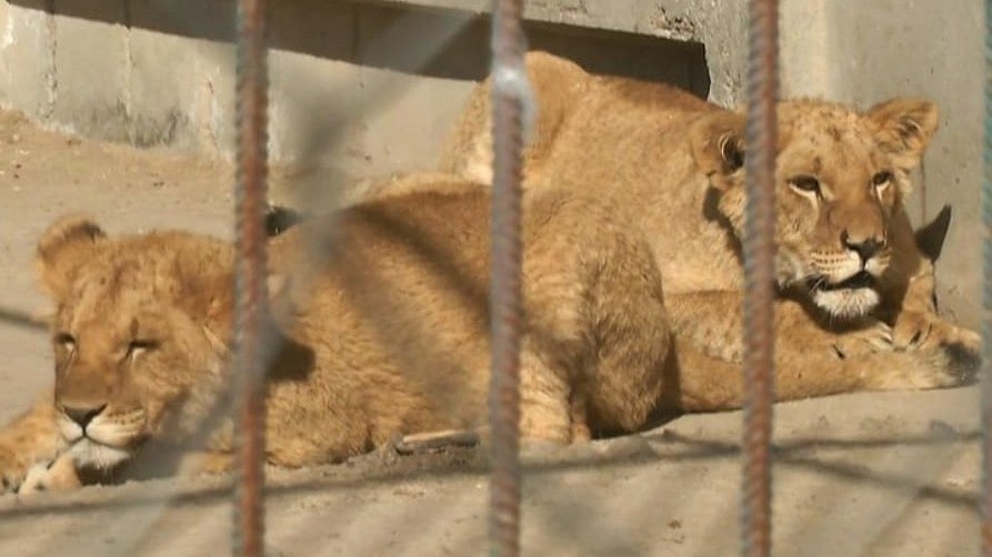 2 Lionesses Escape Khmelnytskyi Rehab Centre After Locks Broken; Hours-Long Search Ends Safely