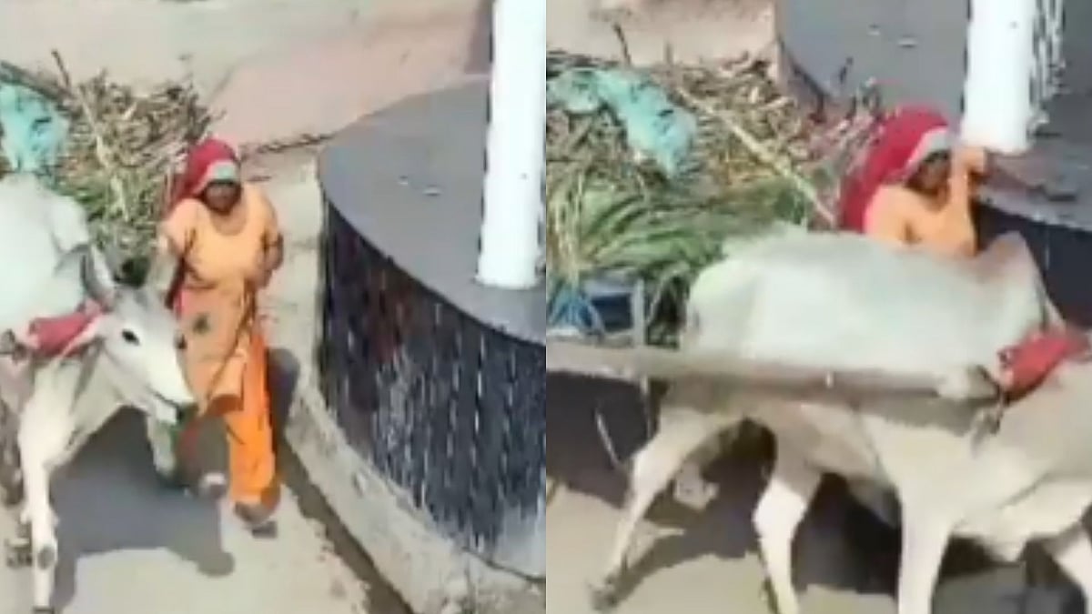 UP: Woman Returning From Sugarcane Field Crushed To Death In Bullock Cart Mishap In Meerut - VIDEO