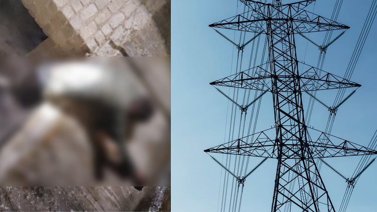 MP News: Man Tries To Shoo Away Monkey Using Iron Rod, Dies On Spot After Accidentally 
Touching...