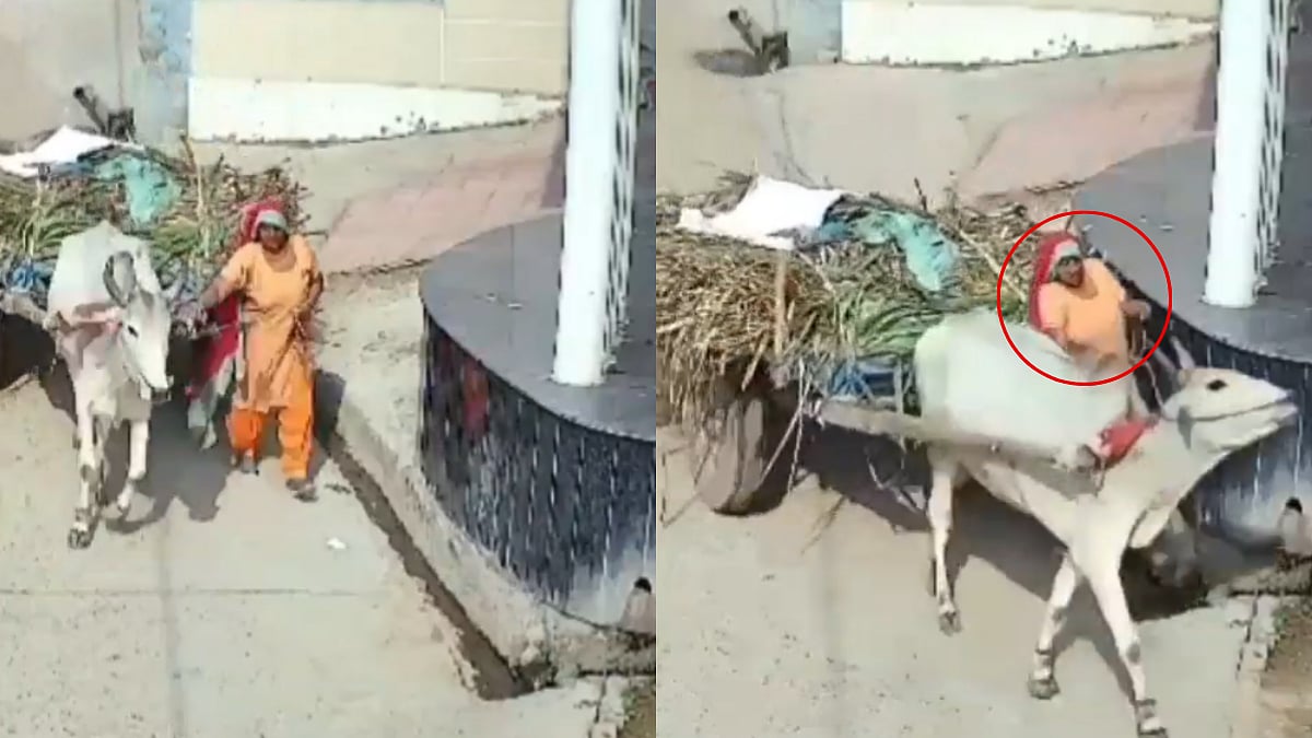 Uttar Pradesh: 55-Year-Old Woman In Meerut Dies After Getting Crushed Between Bullock Cart & Adjacent Wall 