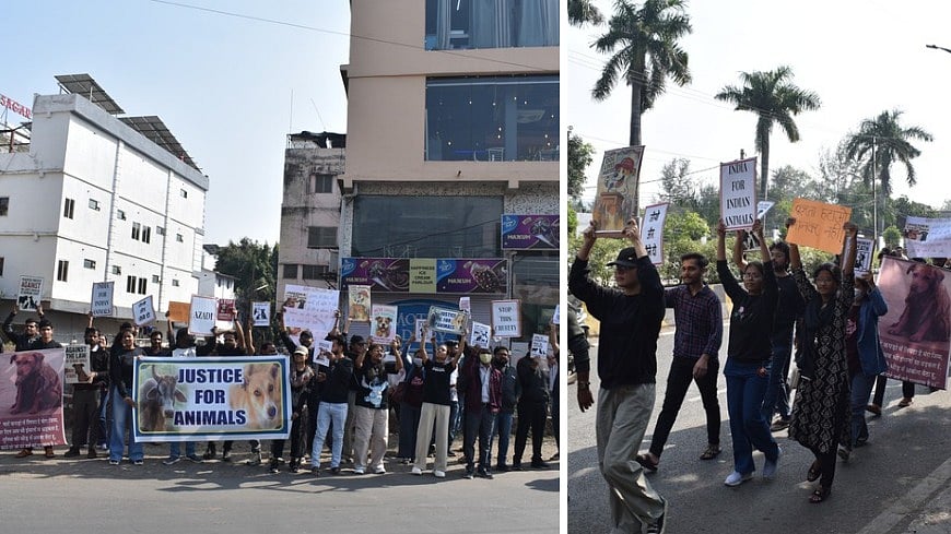 MP News: ‘Awara Nahi, Humara Hai’: Animal Lovers Protest In Sagar Against Supreme Court Order On...