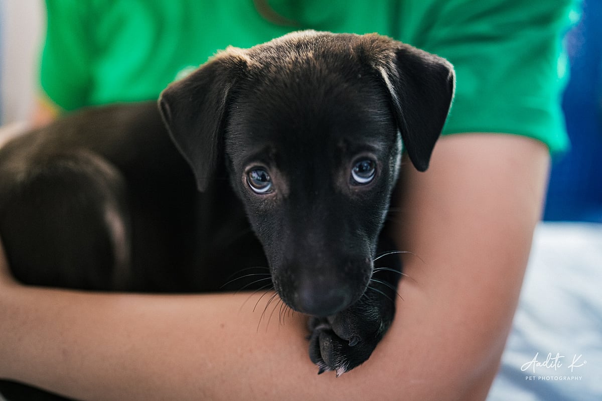 Asia’s Largest Adoption Camp