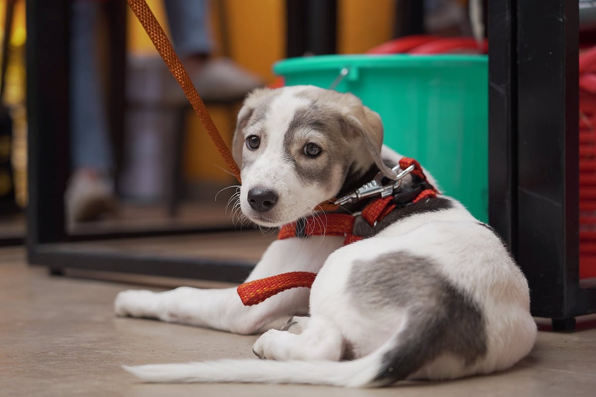 Asia’s Largest Adoption Camp