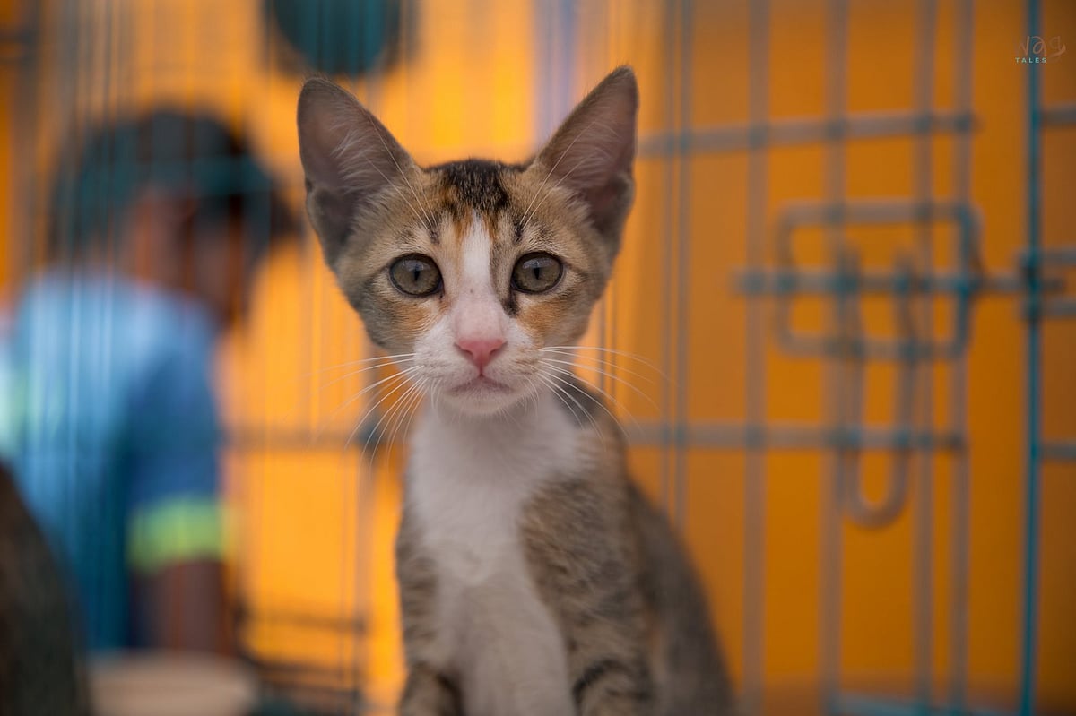 Asia’s Largest Adoption Camp
