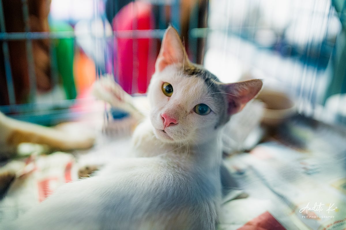 Asia’s Largest Adoption Camp