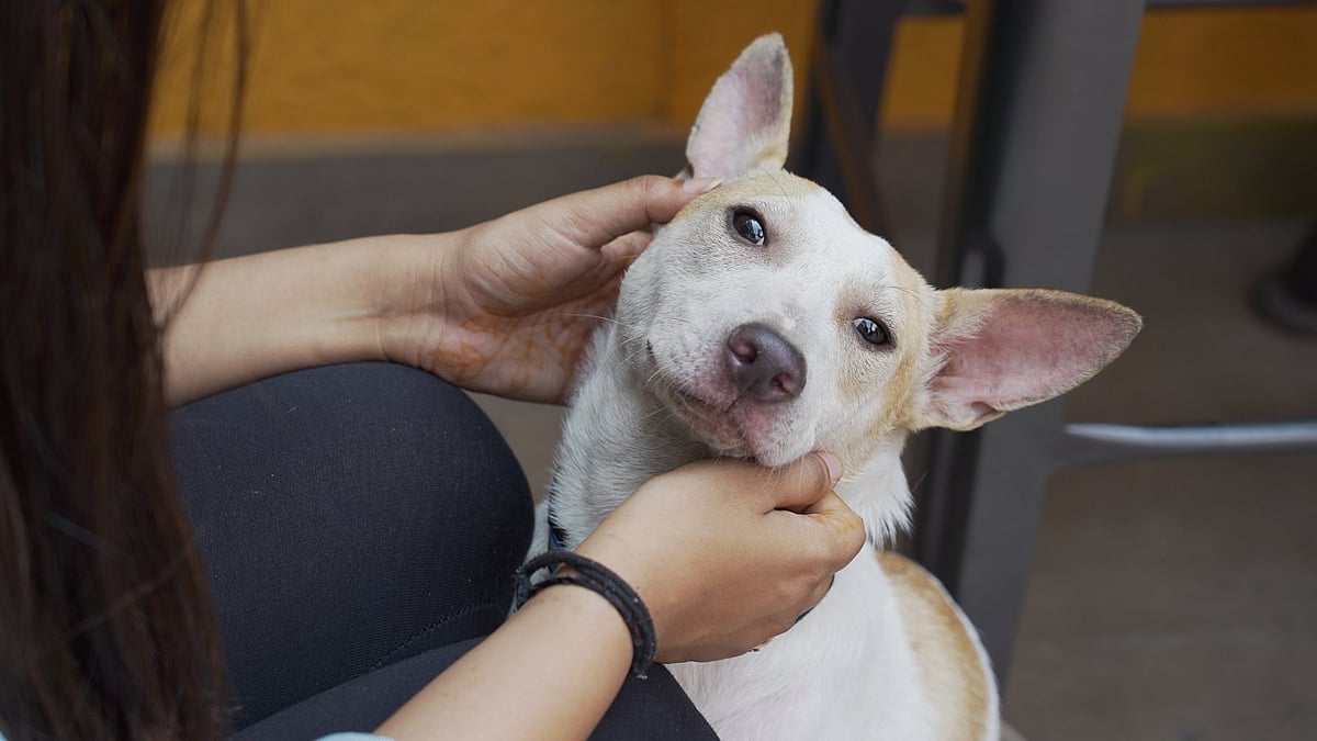 Asia’s Largest Adoption Camp 'Adoptathon 2025' Returns To Mumbai With 200 Indie Puppies And...