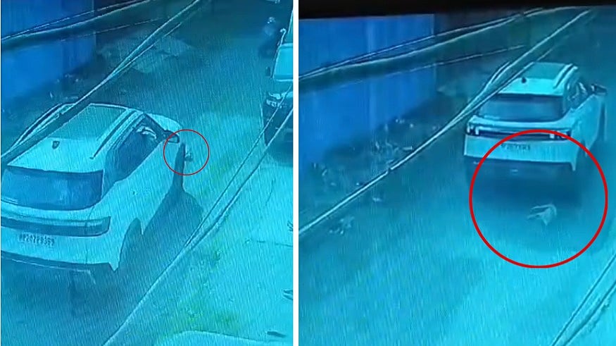 MP News: Puppy Crushed To Death By Speeding Car In Jabalpur; Disturbing Video Surfaces