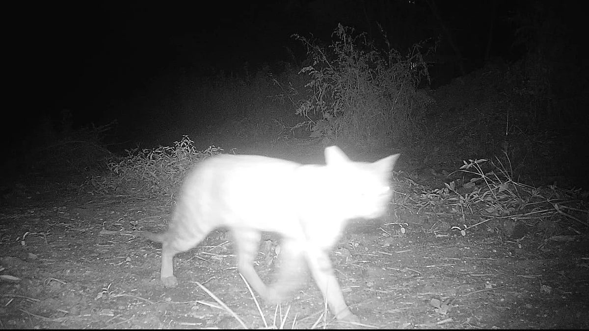 Nashik: Forest Dept Confirms Viral ‘Leopard’ Sighting At Bhonsala School Was A Jungle Cat