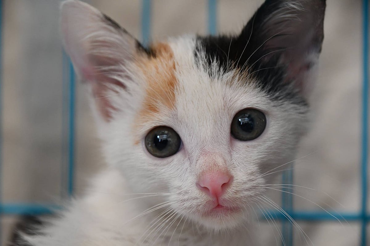 Asia’s Largest Adoption Camp