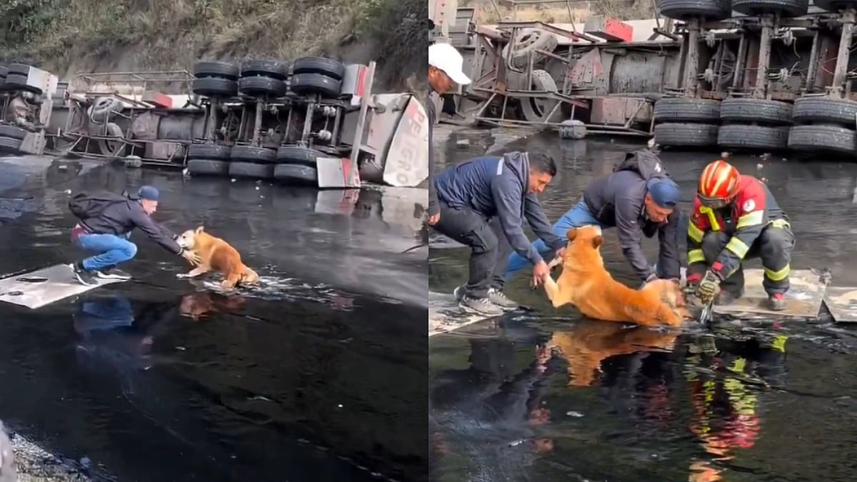 Heartwarming Gesture! Good Samaritans Rescue Dog Stuck In Spilled Tar In Ecuador, Wins Hearts On Internet; Watch 
