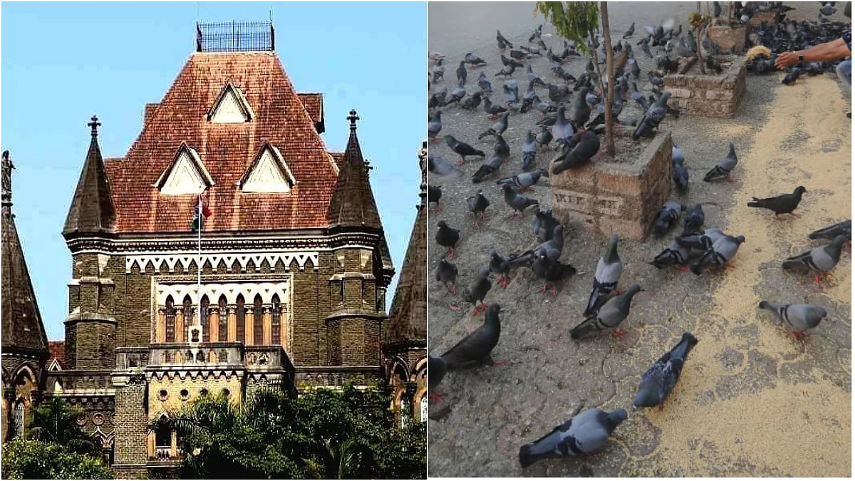 Mumbai News: Activist Moves Bombay HC Against BMC’s Proposed Pigeon Feeding Spot In Mulund 