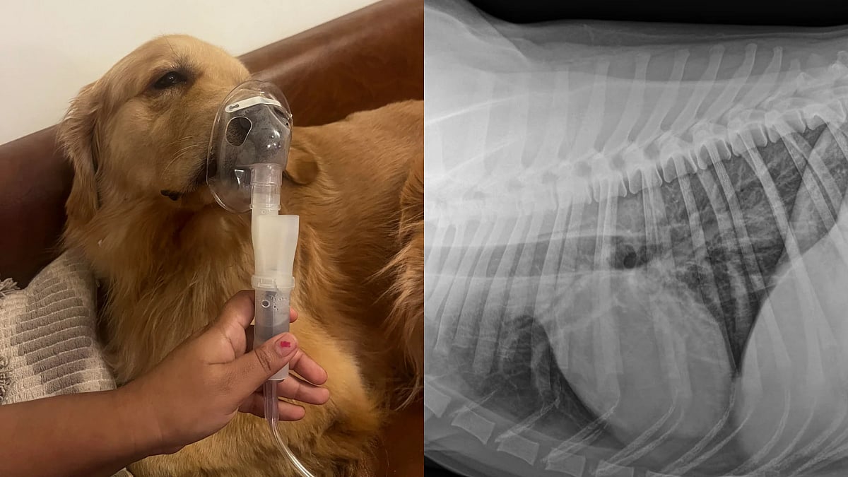 'Air So Sh*t Even My Dog's Sick': Viral Reddit Photo Shows Golden Retriever On Nebuliser After...