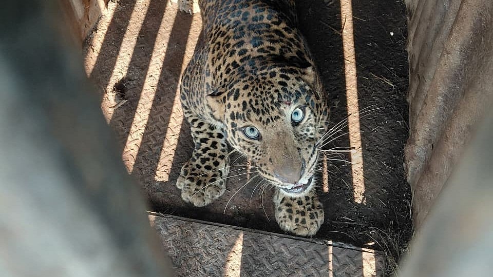 Another Leopard Caged In Nashik: Over 25 Rescued In Recent Months - Video