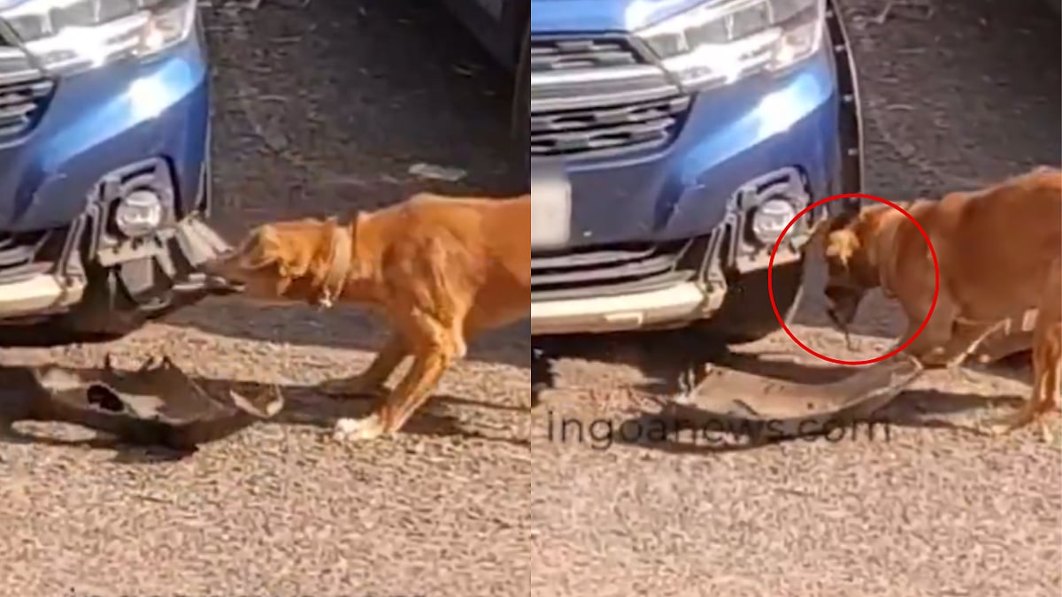 Dog Tears Apart Car While Looking For Hidden Rat Inside It In Goa; Viral Video Leaves Internet Stunned 