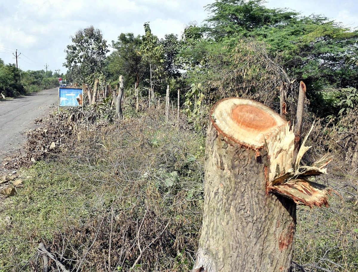 MP News: High Court Bans Tree Felling, Transplantation Without Nod