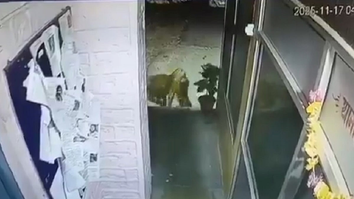 Terrifying! Leopard Carries Away Pet Dog From Police Station In Uttarakhand's Nainital; Chilling CCTV Video Surfaces 