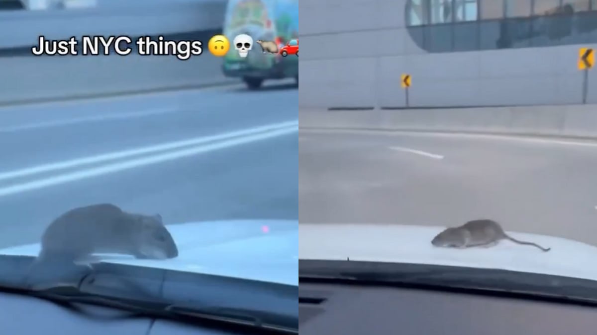 Video: Rat Appears Suddenly On Moving Car's Bonnet In NYC, Startled Commuters React Hilariously 