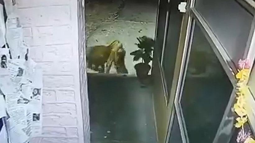On Camera: Leopard Walks Into Police Station, Drags Away Dog In Uttarakhand's Nainital