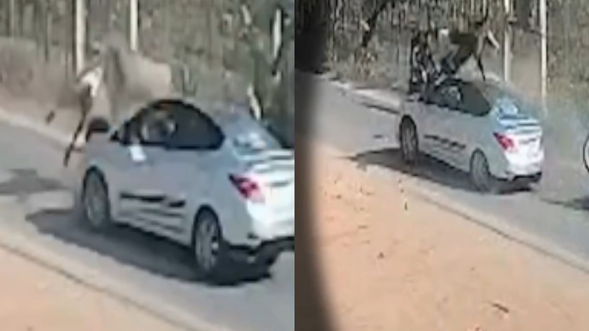Caught On Camera: Nilgai Thrown 10 Feet Into Air After Being Hit By Car In UP's Saharanpur; Animal...