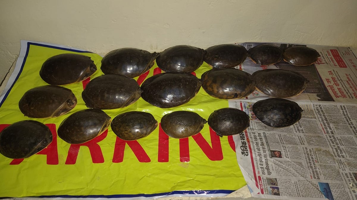 MP News: Bag Full Of Rare Indian Flapshell Turtles Seized During Vehicle Checking In Gwalior;...