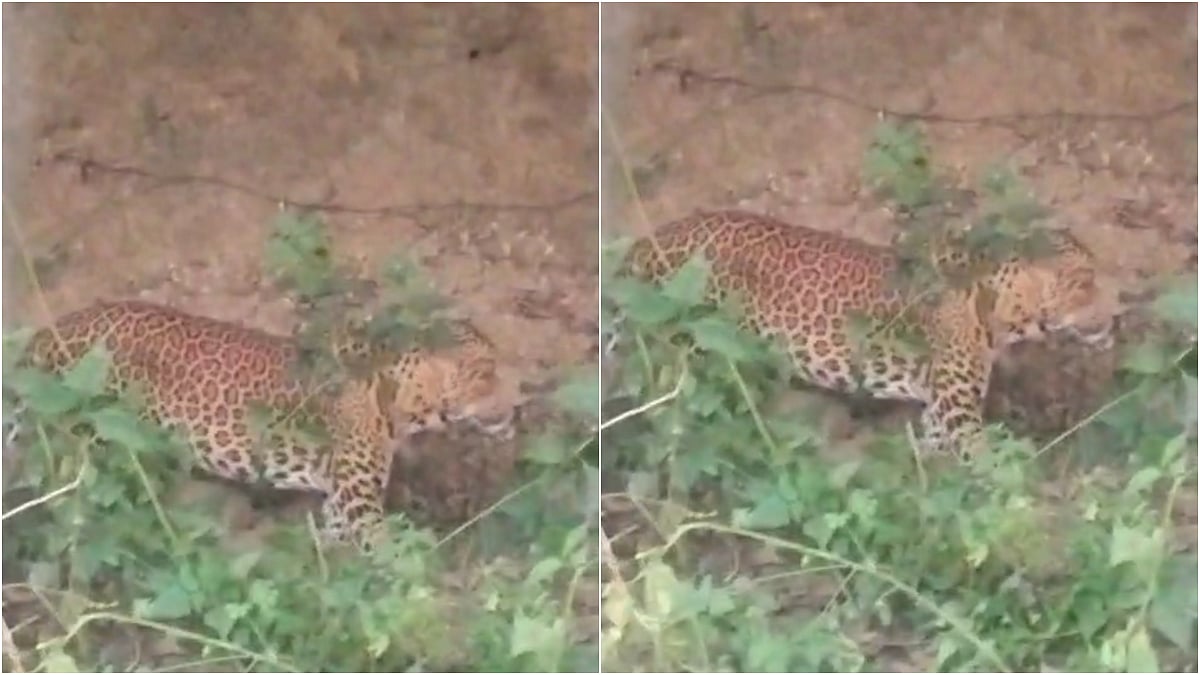 Navi Mumbai News: Leopard Sighting Sparks Fear In Kharghar Hills; Forest Officials Step Up Patrolling And Inspection | VIDEO 