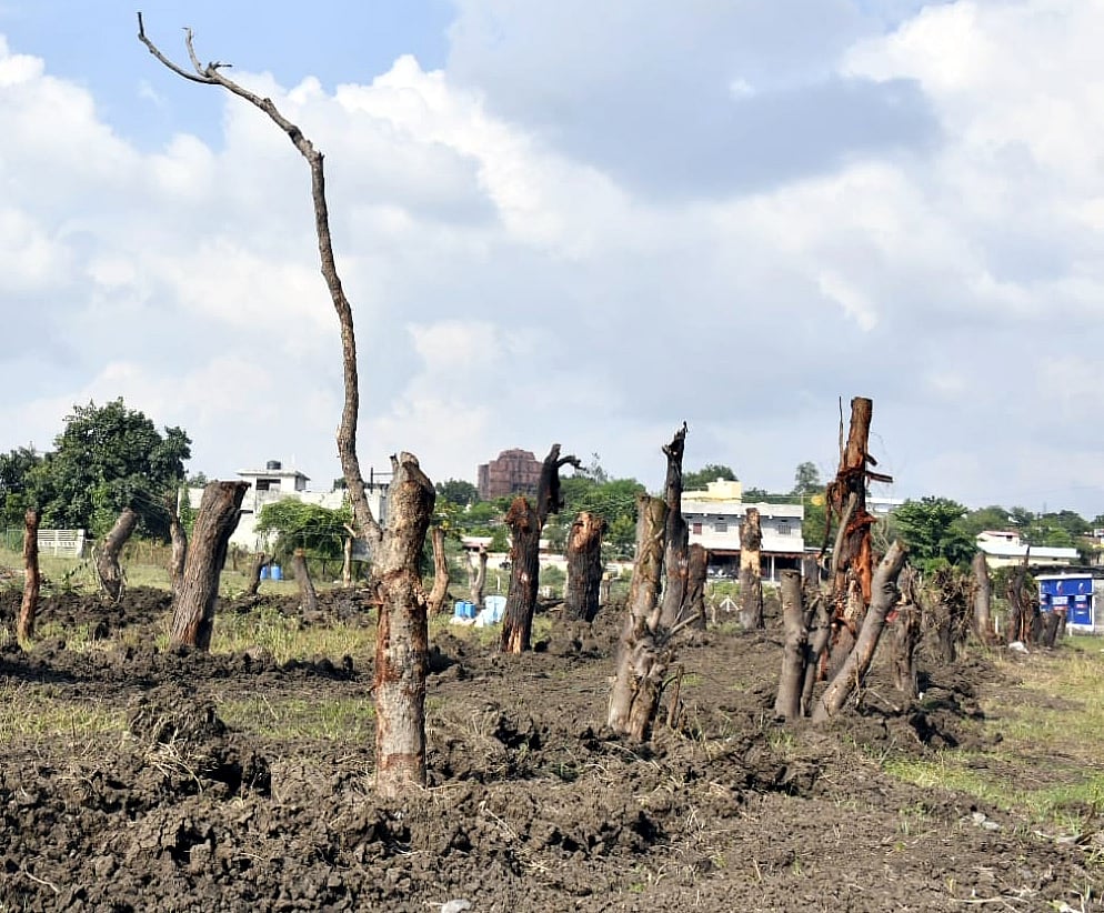 Bhopal News: Over 10,000 Trees Lost In A Year, Experts Warn