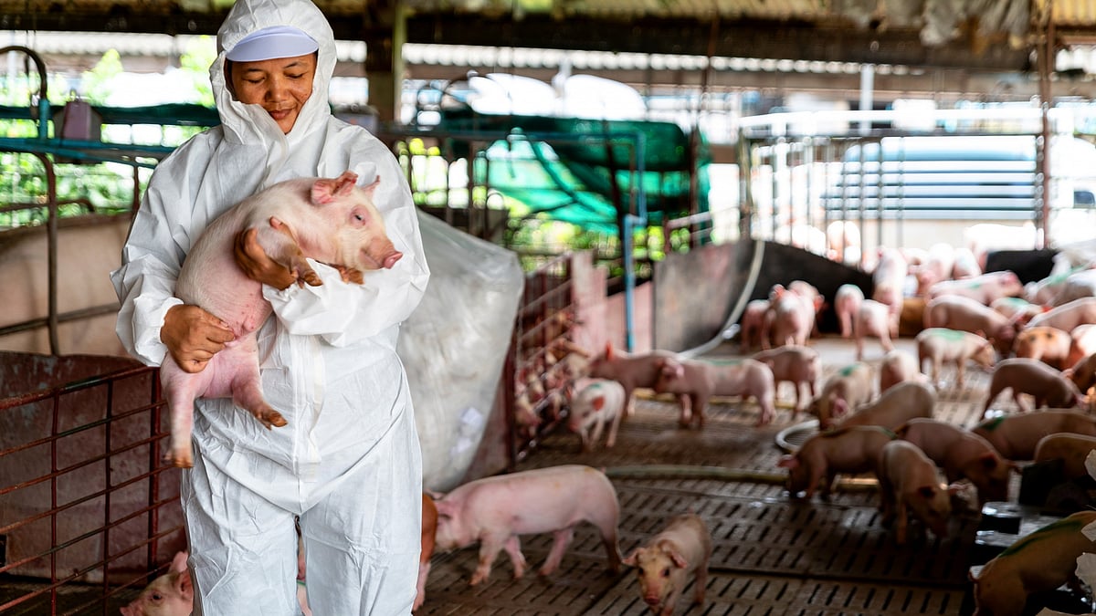 African Swine Fever Confirmed In Nashik; Containment Zones Declared Around Dumping Ground