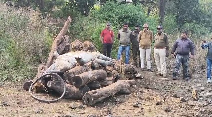 MP News: Legendary Crocodile ‘Raja’ Of Khandari Reservoir Dies At 70 In Jabalpur | 