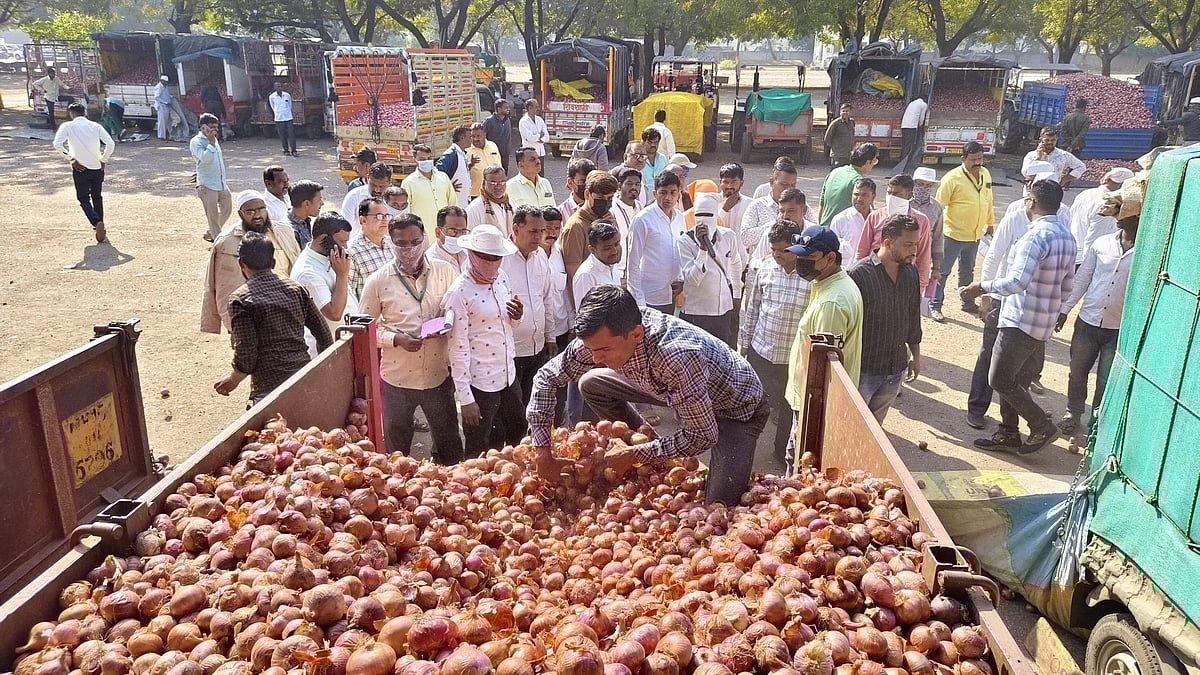 Nashik: Onion Glut And Export Ban Push Maharashtra Farmers Into Crisis