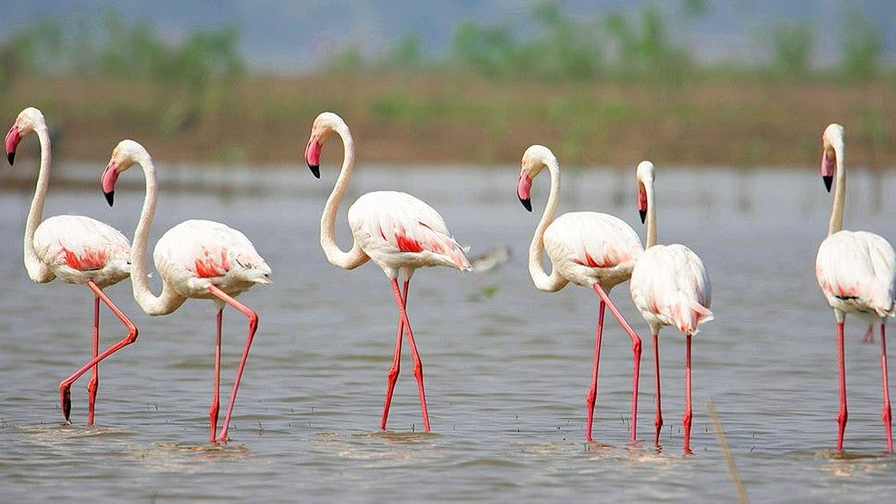 Nandur Madhmeshwar: Maharashtra's First Ramsar Site Struggles With Pollution, Development Delays