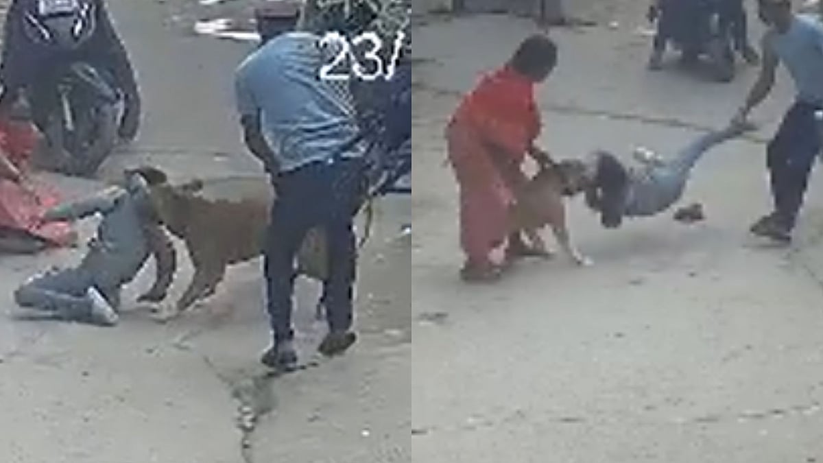 On Camera: Pitbull Bites Off 6-Year-Old Boy's Ear In Delhi's Premnagar; Pet Owner Arrested