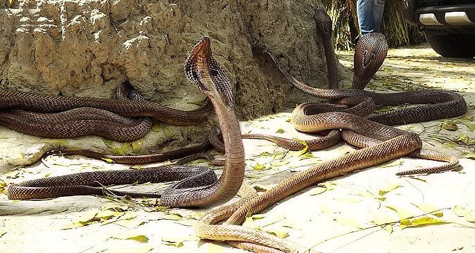 MP News: Wildlife Institute Of India Team To Arrive In December For Snake Distribution Estimation