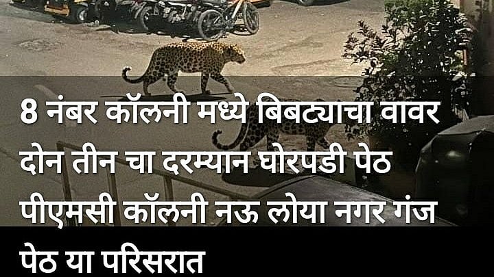 Leopard Spotted In Pune’s Guruvar Peth & Ghorpadi Peth? Fake Post Goes Viral