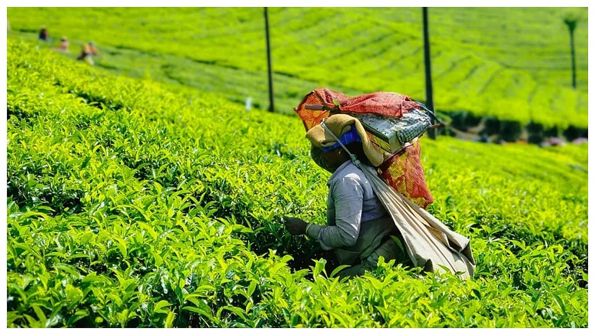 Assam's Tea Entrepreneur Challenges Impulse Buying Culture, Launches Anti-Black Friday Sale 