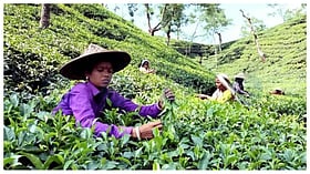 Assam launches India’s first commercial matcha tea production at Chota Tingrai estate
