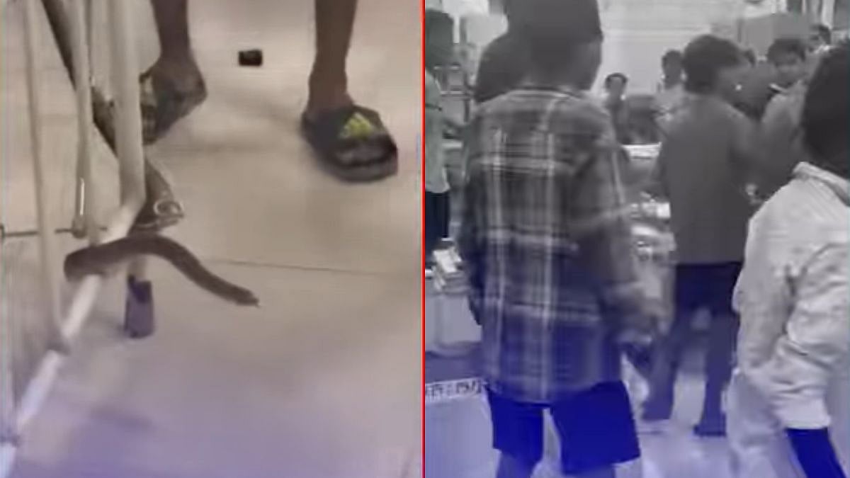 Thane News: 4-Foot-Long Rat Snake Sparks Panic At Civil Hospital After Slipping Into Ward | Watch 